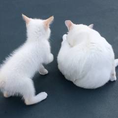 White