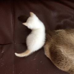 White