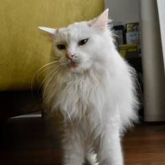 White