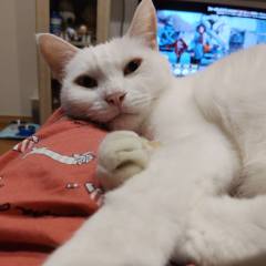 White
