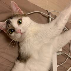 White