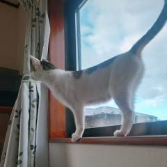 White