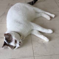 White