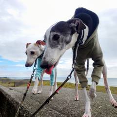 White