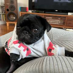 黒パグDARUMA様 pug#dogs#黒パグ#ぬいぐるみと犬