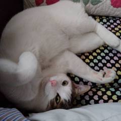 White