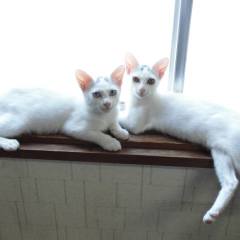 White