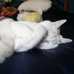White