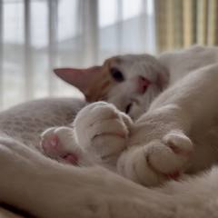 White