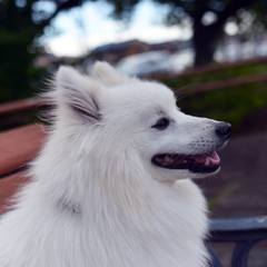White