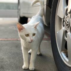White