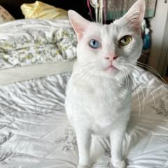 White