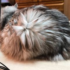 Dokonoko もふりん