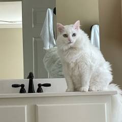 White