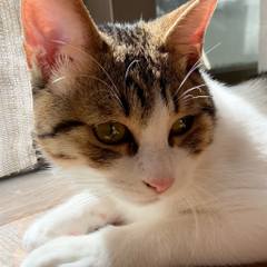White