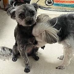 White