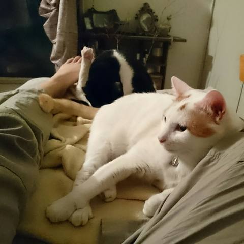 White