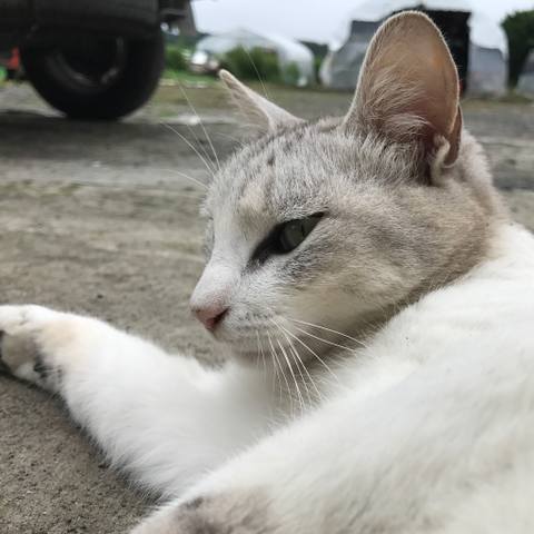 White