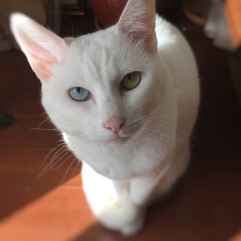 White