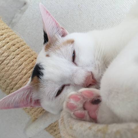 White