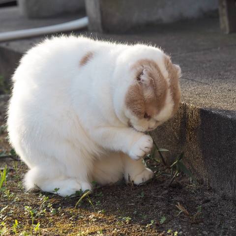 White