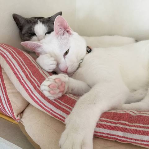 White