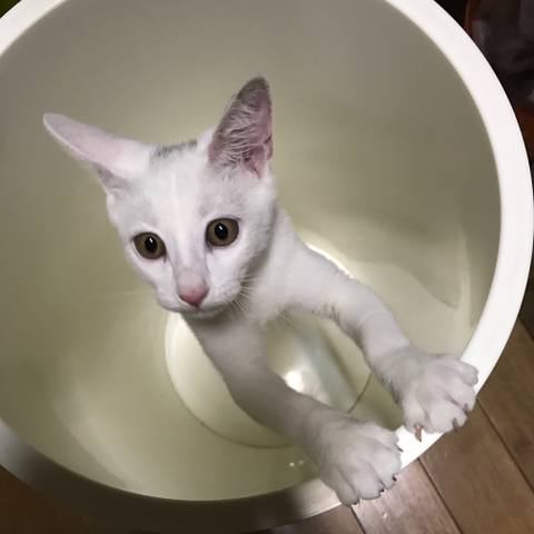White