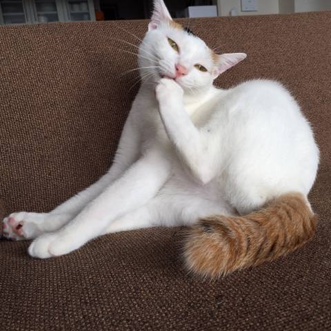 White