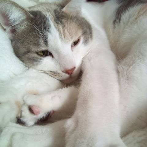 White