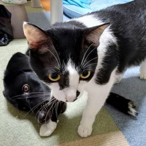 White