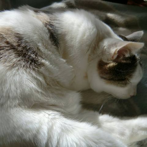 White