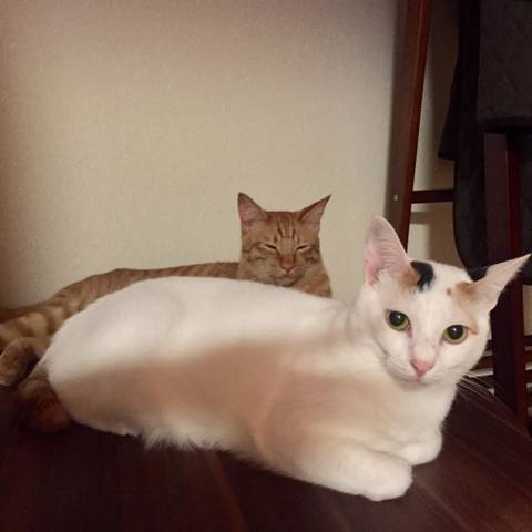 White