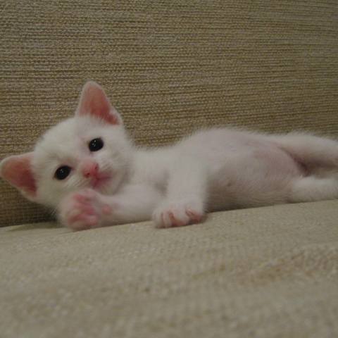 White