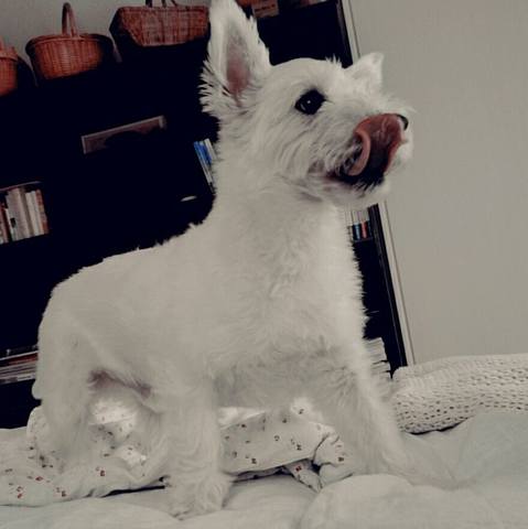 White