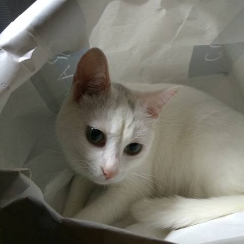 White