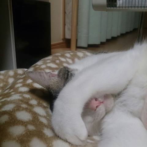White