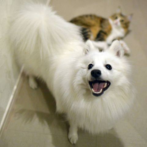 White