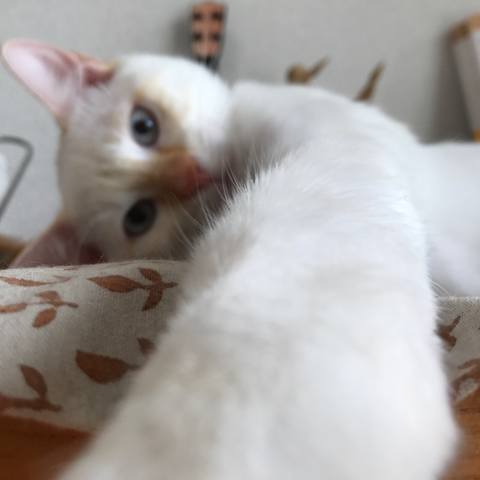 White
