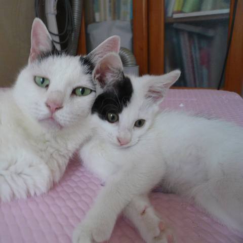 White