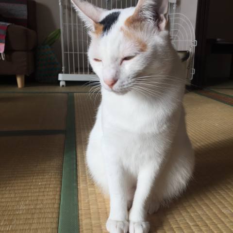 White