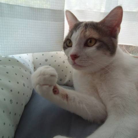 White