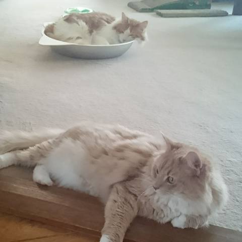 White