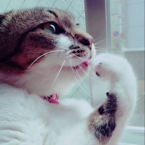 White