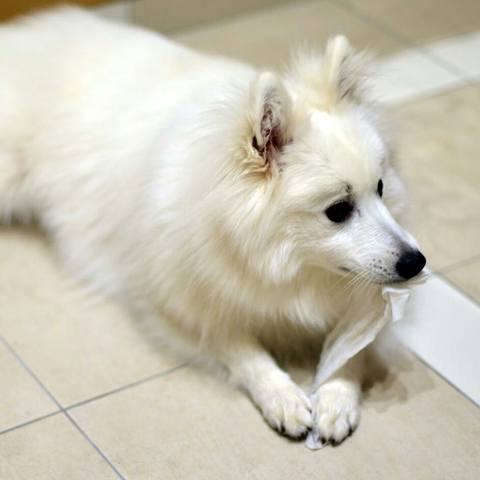 White
