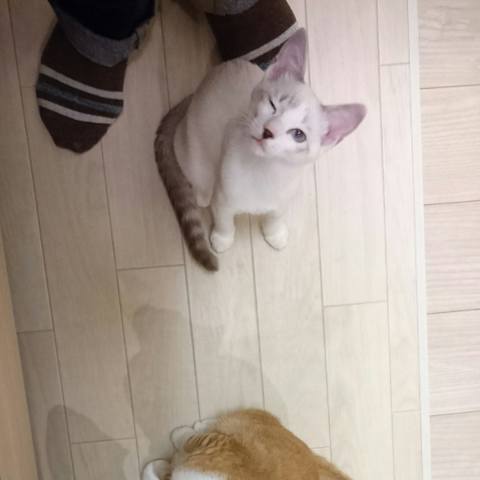 White