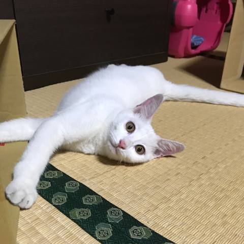 White