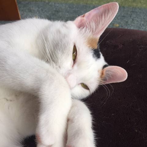 White