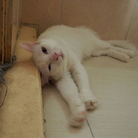 White