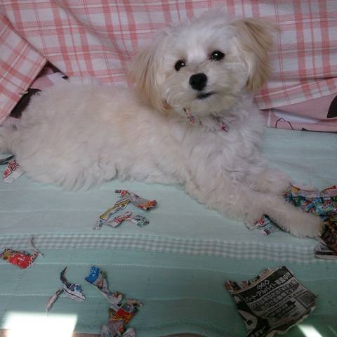White