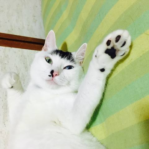 White